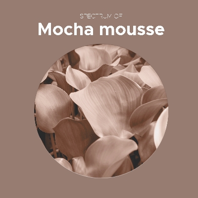 2025년 올해의 컬러,모카무스